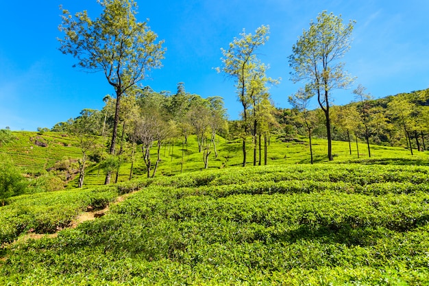 Nuwara Eliya tea plantation