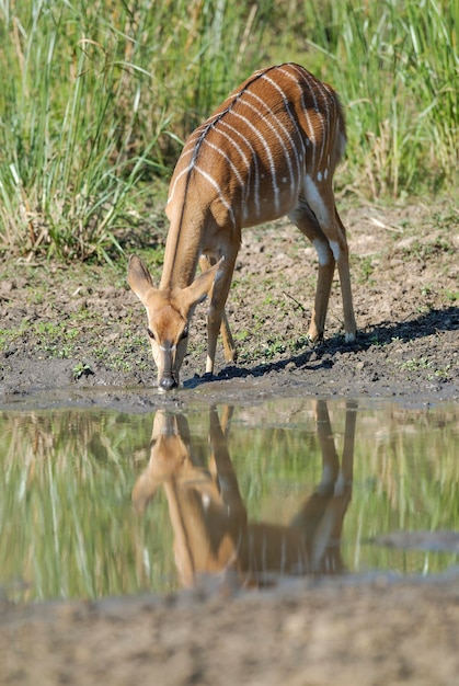 Nyala in African savanna environment South Africa