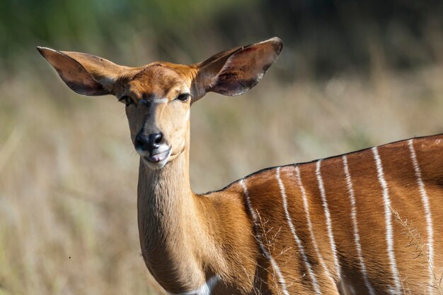 Photo nyala antelope male and female kruger national park south africa