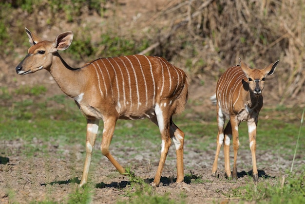 Photo nyala antelope male and female kruger national park south africa
