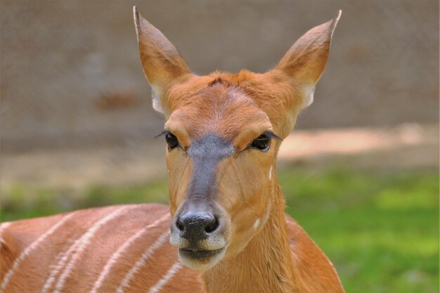 Photo nyala in a zoo