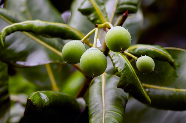 Nyamplung Calophyllum inophyllum 씨앗과 잎은 일반적으로 에너지 대체 및 의학을 위해 mastwood beach calophyllum이라고 불립니다.