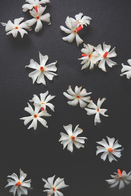 Nyctanthes arbor-tristis 또는 Parijat 또는 prajakt 꽃은 일반적으로 인도, 아시아에서 발견됩니다.