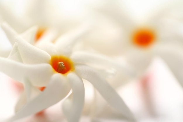 Nyctanthesarbor-tristisまたは南アジアのSheuli花
