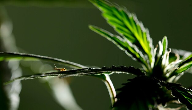 Nymph larva of hemp leaves with flowering bud in the background