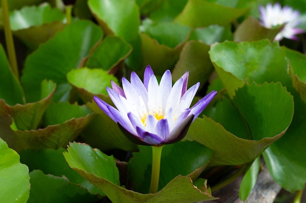 Nymphaea lotus flower with leaves Beautiful blooming water lily