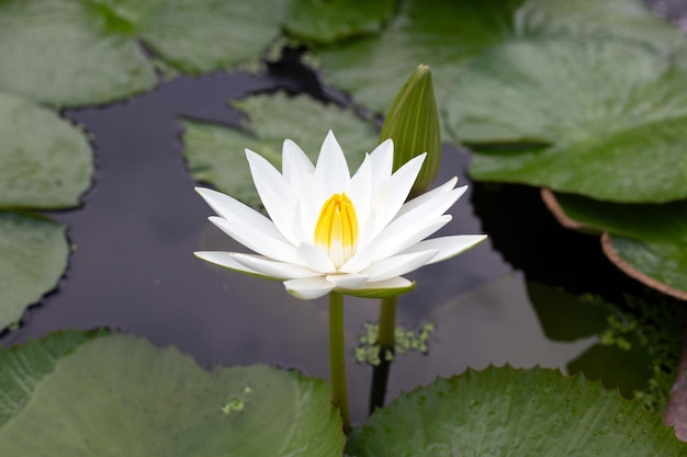 Nymphaea lotus flower with leaves Beautiful blooming water lily