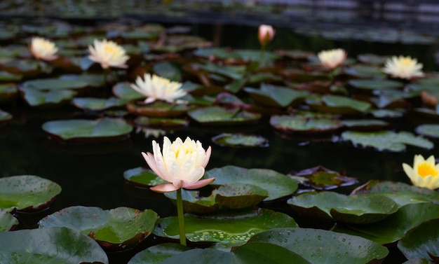 葉がついたニンフェア蓮の花 美しい花がく水蓮