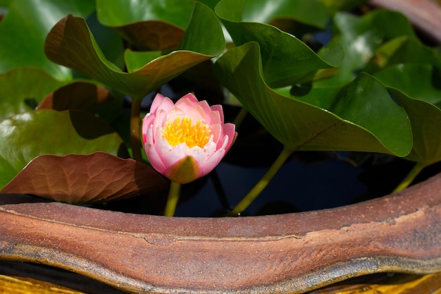 Nymphaea lotus flower with leaves Beautiful blooming water lily