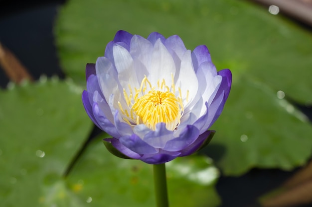 Nymphaea lotusbloem met bladeren Prachtige bloeiende waterlelie