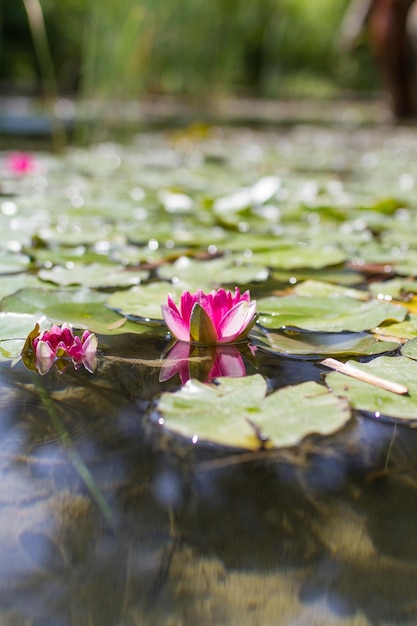 사진 nymphaea tetragona 수련 이국적인 식물