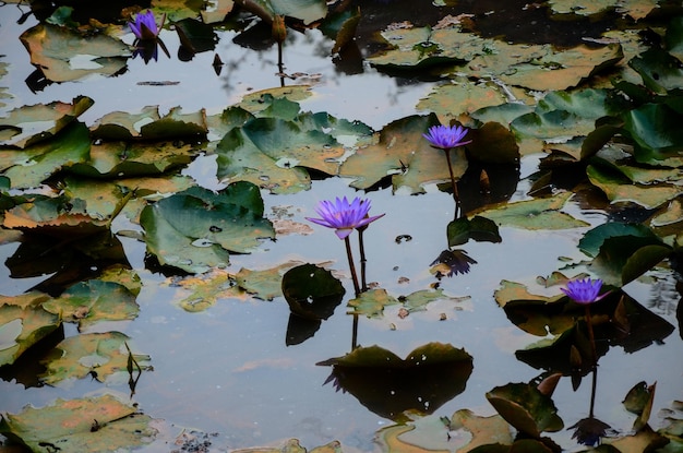 Nymphaea tetragona waterlelie