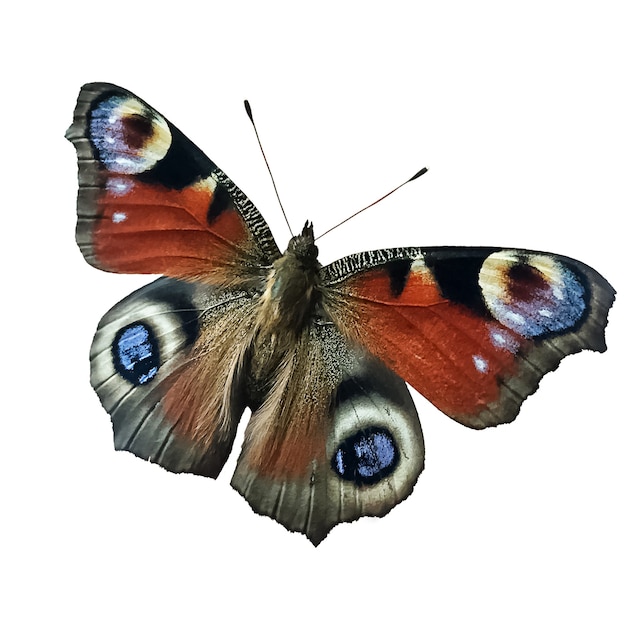 Бабочка Nymphalidae Aglais io Linnaeus, изолированные на белом фоне