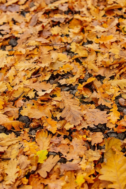 Ghiande di quercia e foglie sul terreno