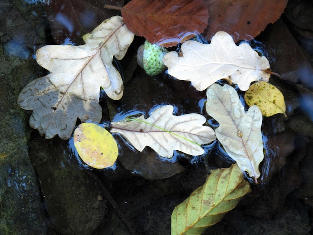 Oak, alder and acacia leaves float on water in a river