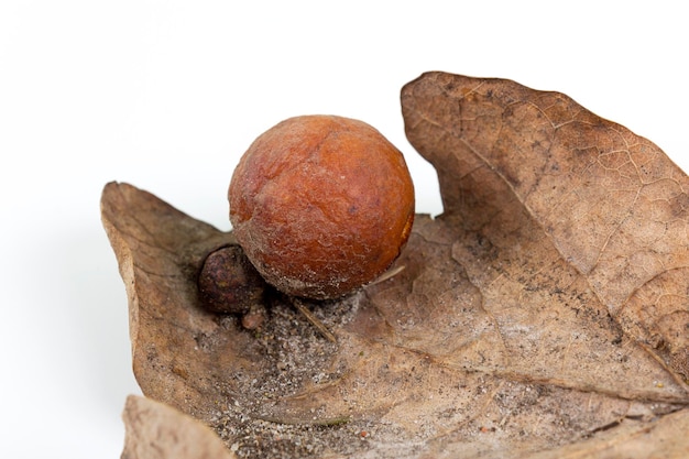 Oak apple or oak gall on a fallen dry leaf found in a forest in springtime isolated on white background Tree infection Closeup