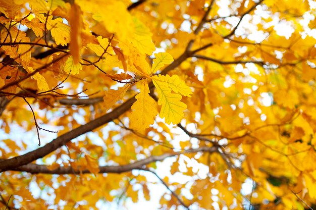 オークの秋のカラフルな葉は暖かい秋の日没の木がぼやけています。