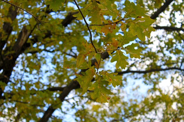 Oak autumn leaves on the twig