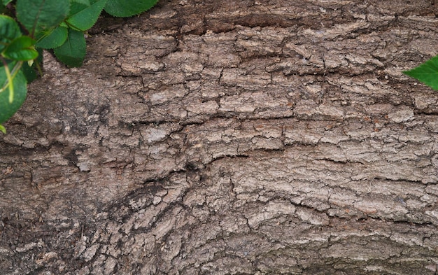 Oak bark texture with green leaf ornaments in the corner Copy space