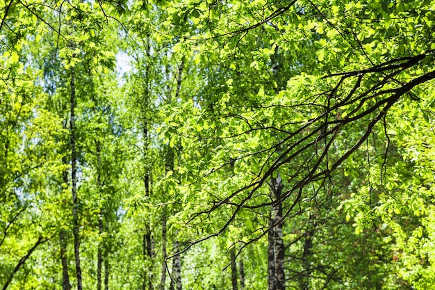 Oak branch and birch trees on background in forest