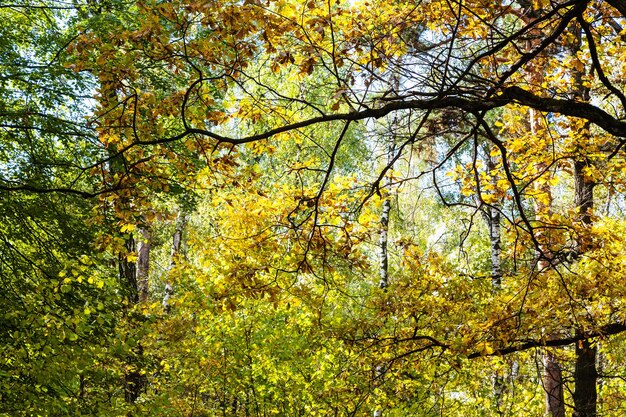 Oak branch lit by sun in dense forest in autumn