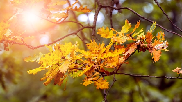 Oak branch with dry leaves in the autumn forest on a clear sunny day. Sunny autumn day in the forest