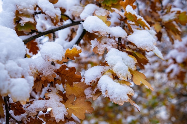 Oak branch with yellow leaves under the adhering snow