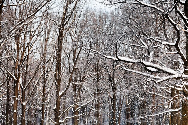 Oak branches under snow