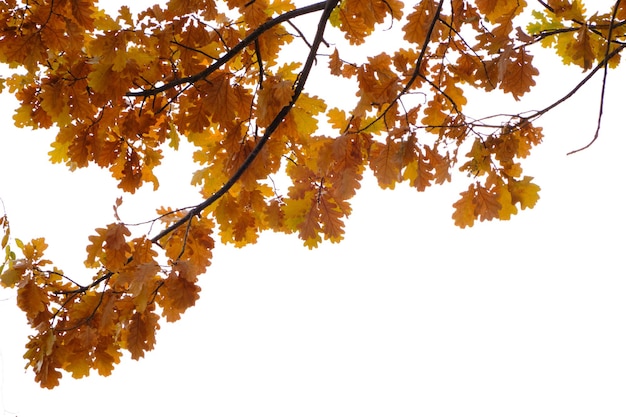 Oak branches with yellowed foliage with the onset of autumn, on a white background.