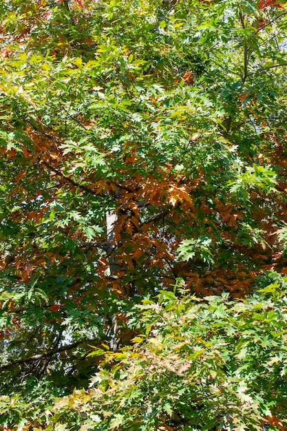 Fogliame di quercia che diventa giallo in autunno durante la caduta delle foglie