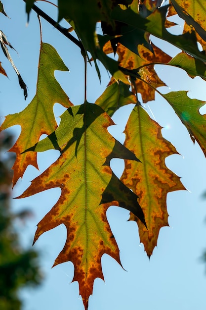 Oak foliage turning yellow in autumn during leaf fall