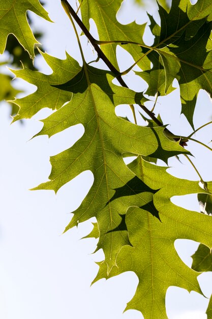 дубовая листва