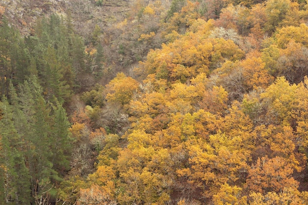 Oak forest in autumn Forest colors in autumn Copy space