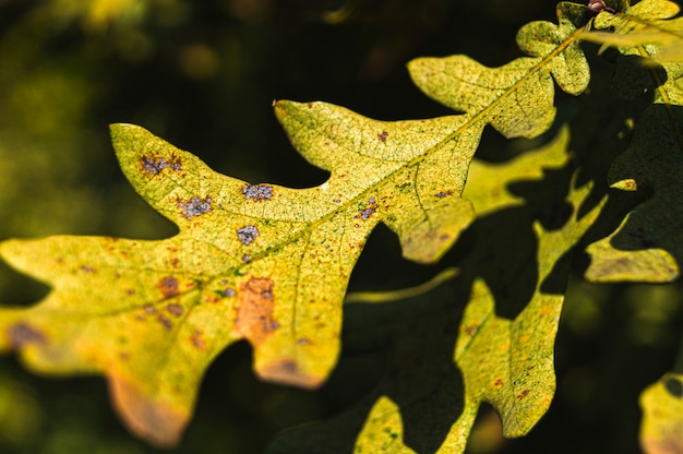 Oak leaf close up.