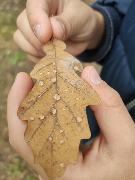 Oak leaf in hand with dew drops after rain