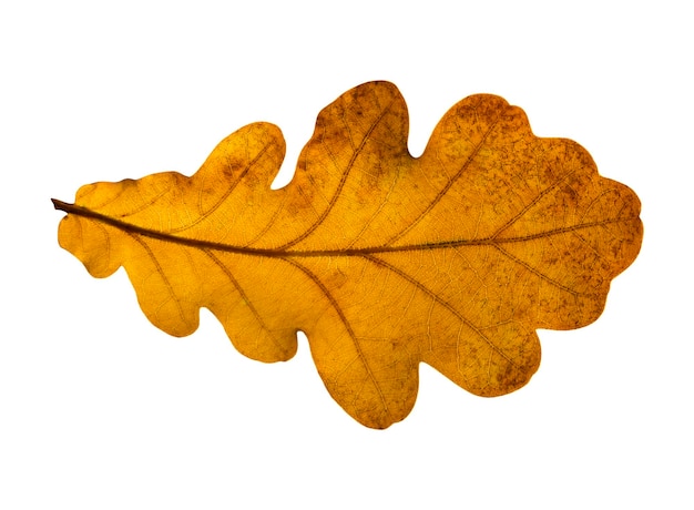 Oak leaf isolated on white background