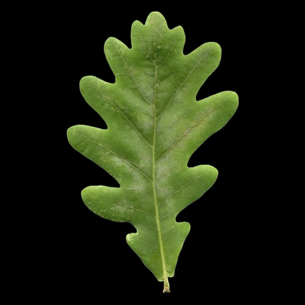 Oak leaf isolated