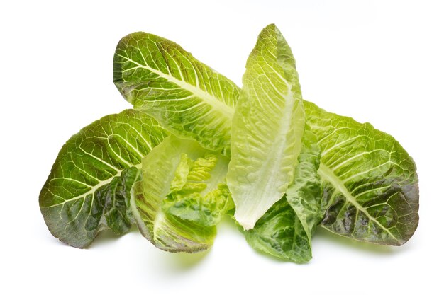 Oak Leaf lettuce isolated on white.