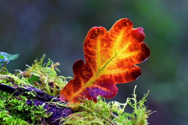 Oak leaf Quercus robur fallen on the ground among moss