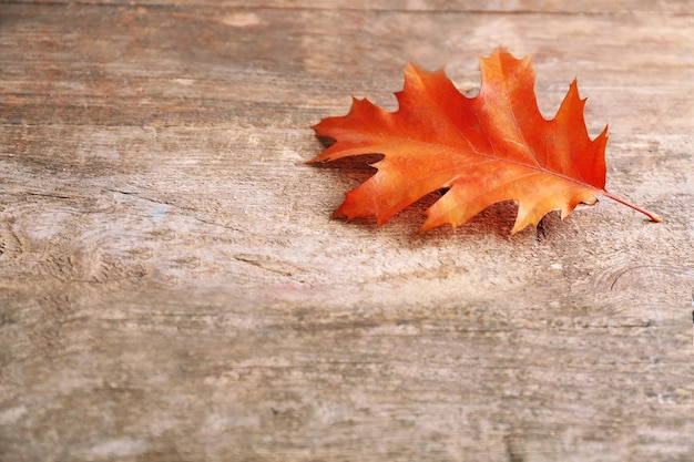Oak leaf on wooden background