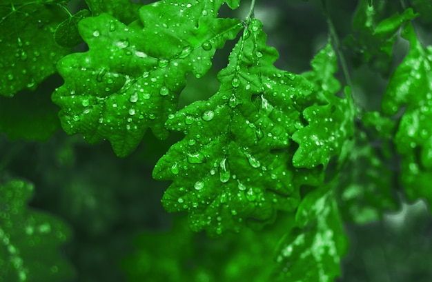 Oak leaves on a branch with drops after rain.