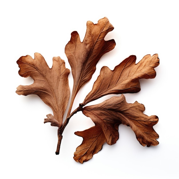 Oak leaves dried flower isolated on white background Generative AI