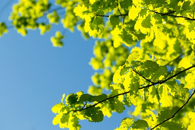 Oak leaves illuminated by the sun.