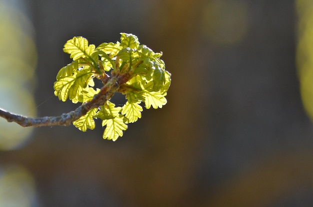 Oak leaves in may