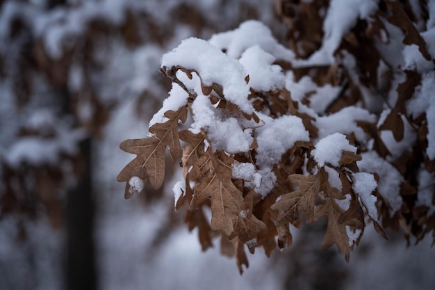 雪の中でオークの葉、信じられないほどの野生生物