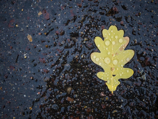 Oak leaves on wet asphalt Dry yellow leaves blur an oak leaf on a wet road