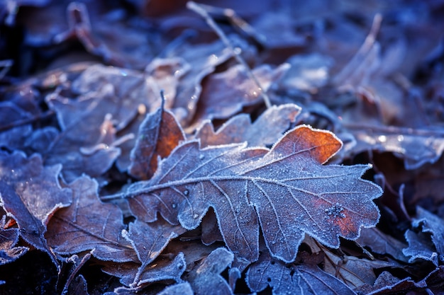 Oak leaves in winter in a cold day