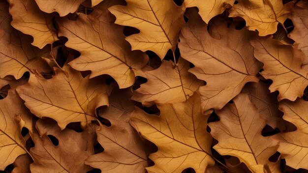 Oak leaves