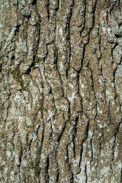 Struttura o priorità bassa del particolare della corteccia di quercia.