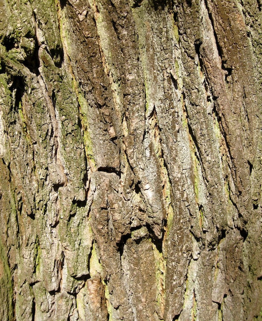 Oak tree bark natural background